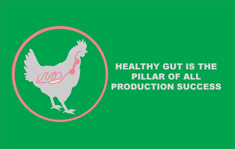 Healthy Gut is the Pillar of all Production Success